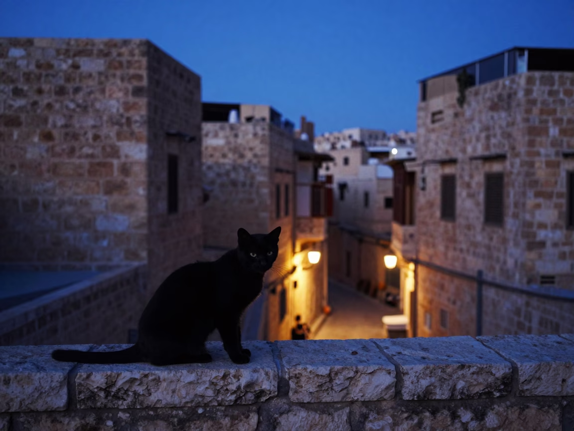 Black Cat in Amman in in Amman, Jordan