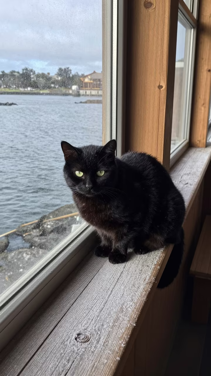 Black Cat Patagonia Tidal Inlet Midday in beside a tidal inlet in Patagonia