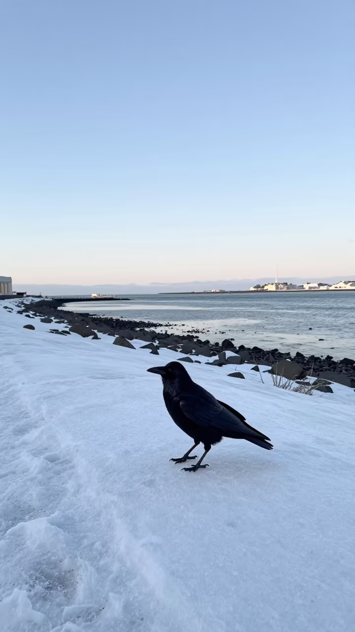 Black Crow on Snow Before Sunrise in beside a tidal inlet near Reykjavik