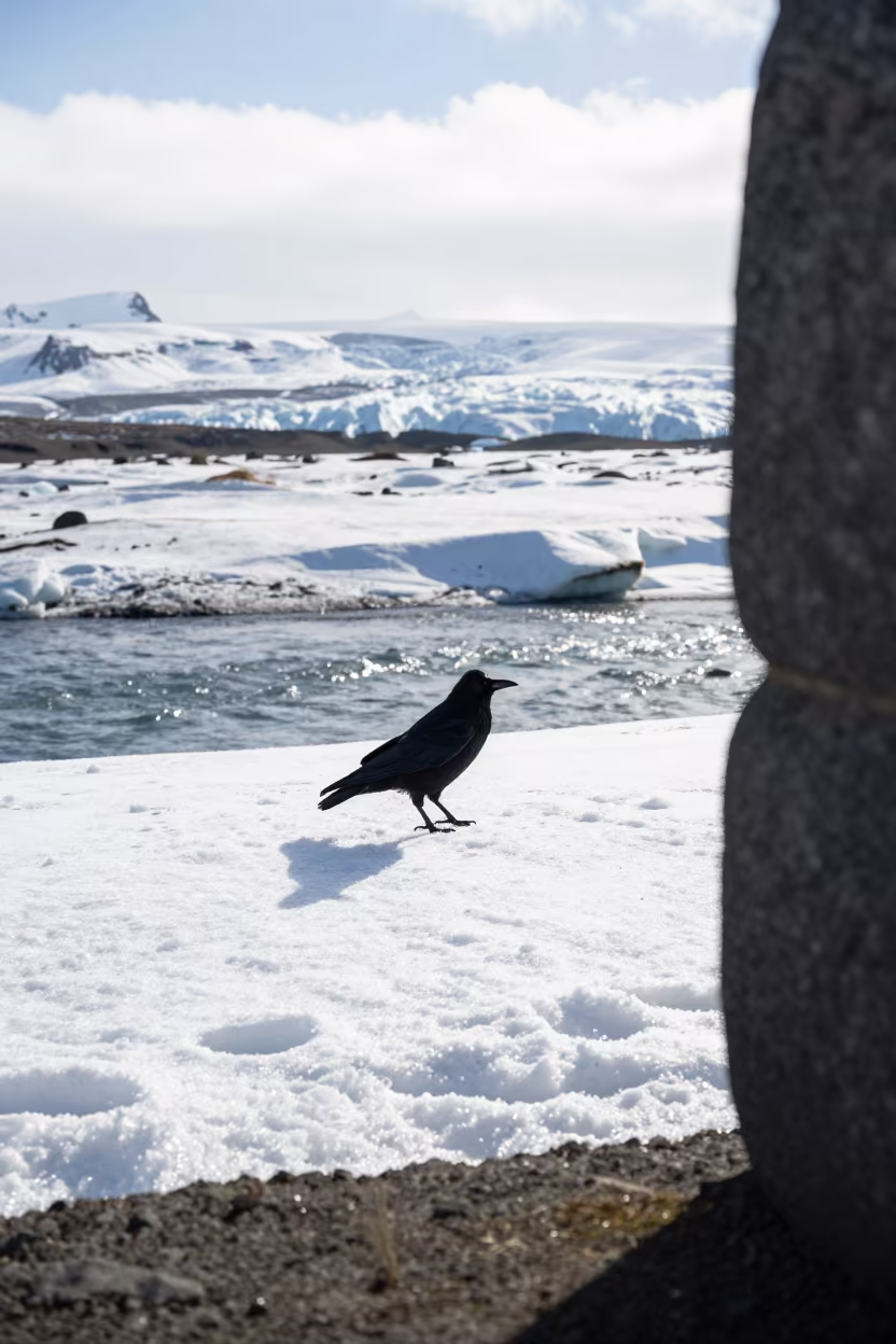 Black Crow on White Snow Near Glacial Stream in above a glacial stream in Iceland