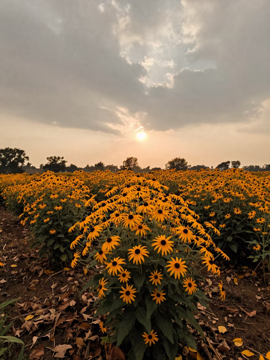 Black Eyed Susans in Golden Sunset Light in among terraced garden plots near Lucknow