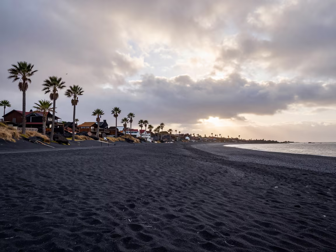 Black Sand Beach Palm Trees Alberta Dawn in in Alberta