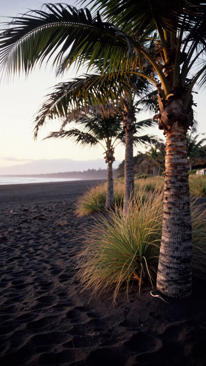 Black Sand Beach Palm Trees Sunset British Columbia in in a bloom-heavy meadow in British Columbia