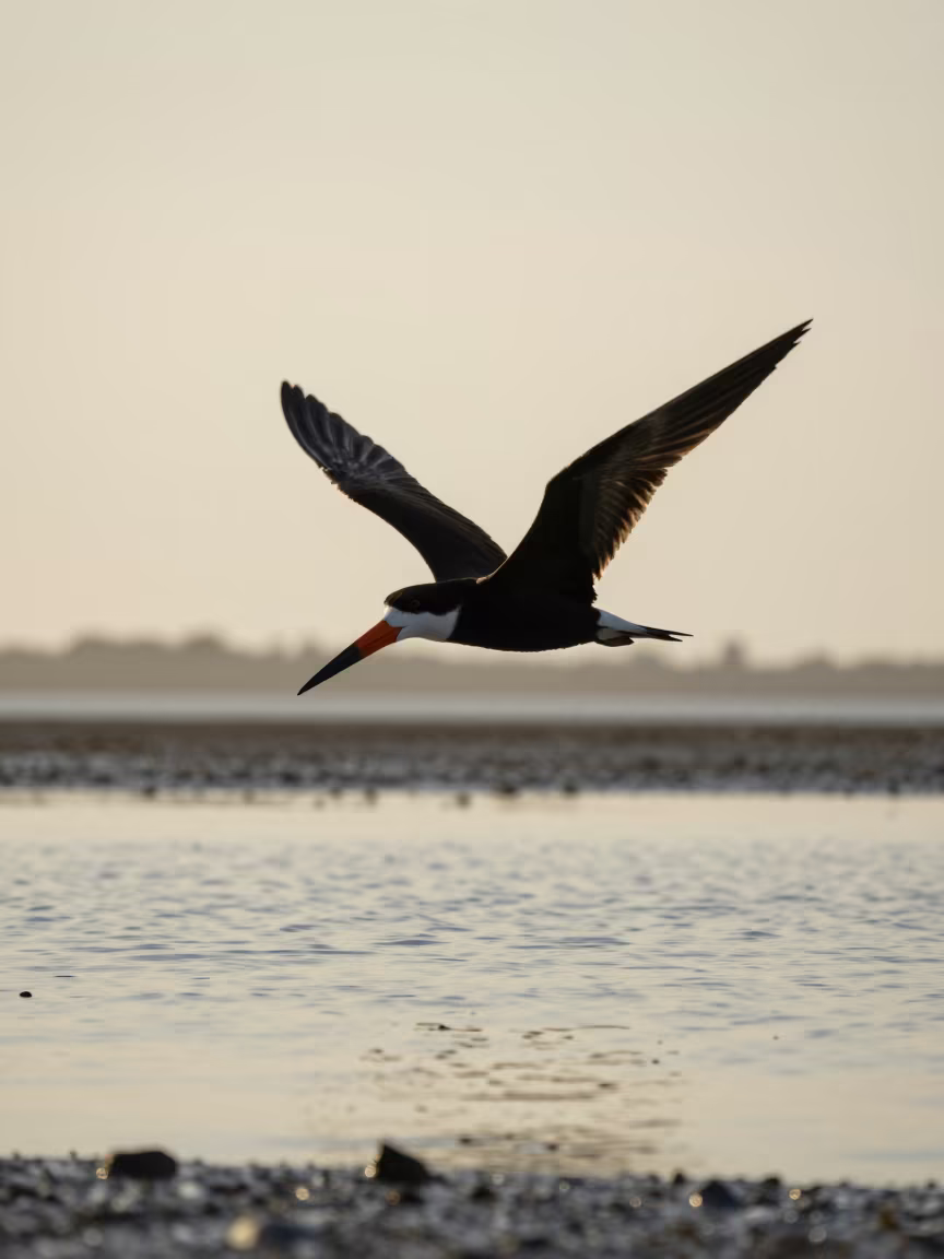 Black Skimmer Silhouette Dawn Fog Tidal Inlet in beside a tidal inlet near Douala