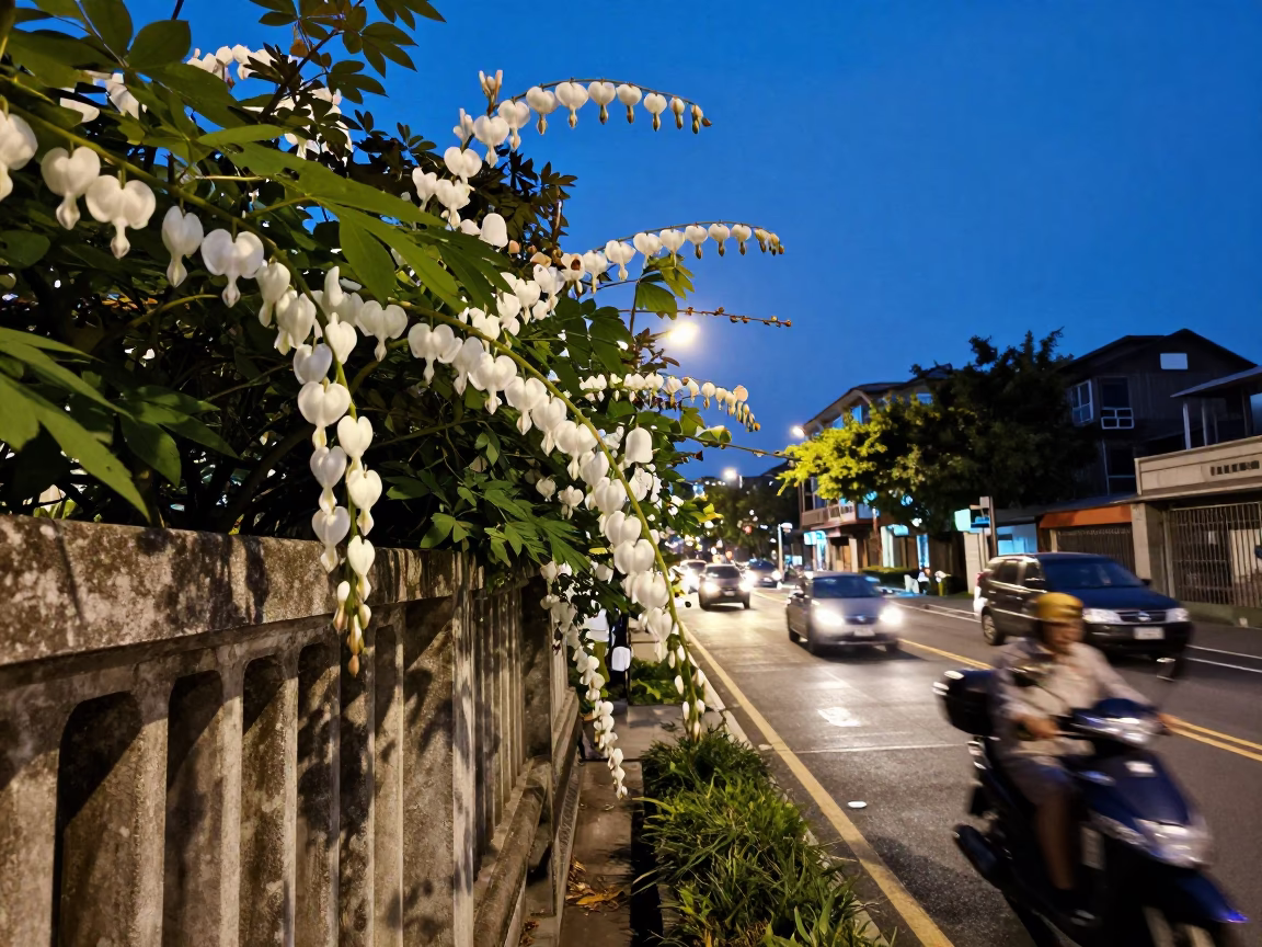Bleeding Heart Vine Blooms in Taipei Blue Hour Street Scene in in Taipei, Taiwan