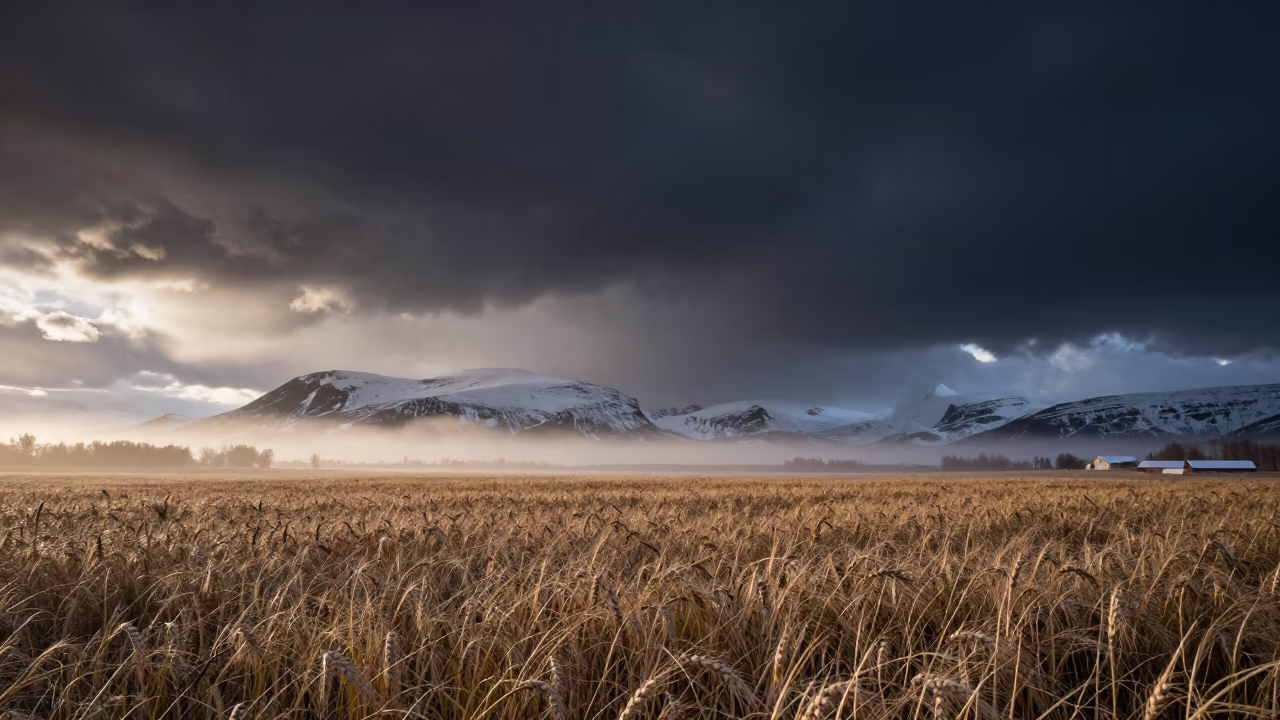 Blizzard Curtain Over Norway Wheat Plain Dawn in over a horizon of stacked thunderheads in Norway