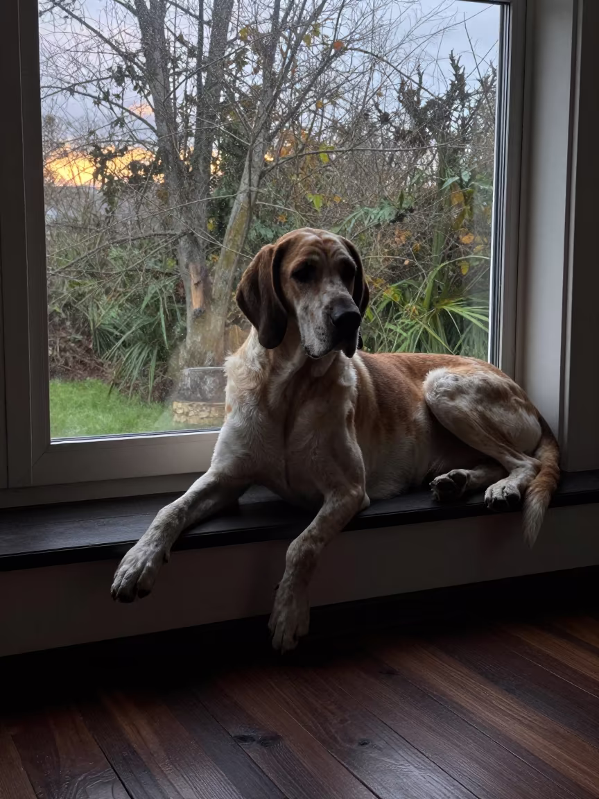 Bloodhound Resting on Window Seat at Dawn in on a window seat in a quiet apartment with soft side light near Uyo