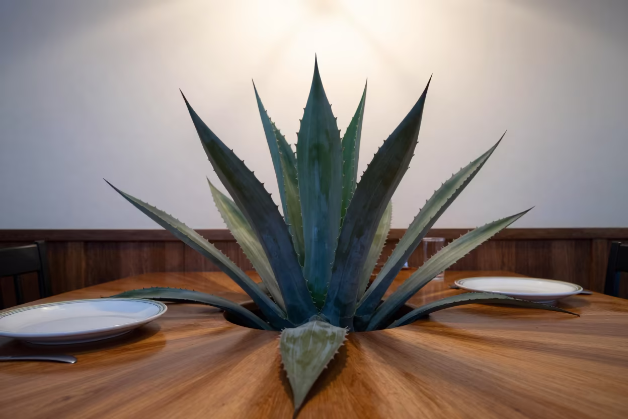 Blue Agave Rosettes on Istanbul Diner Table in at a roadside diner table in Istanbul