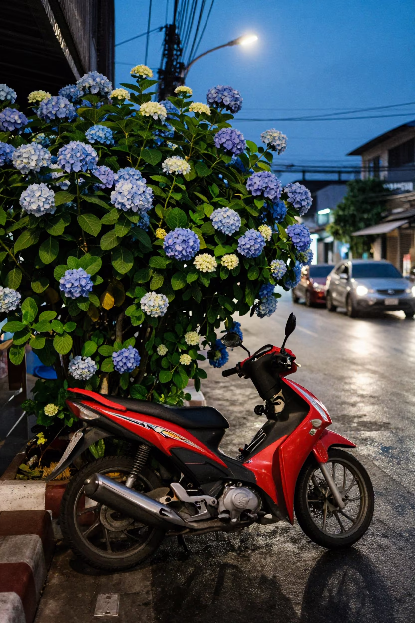 Blue Hour Bangkok Street Scene with Motorbike and Hydrangea Bush in in Bangkok, Thailand
