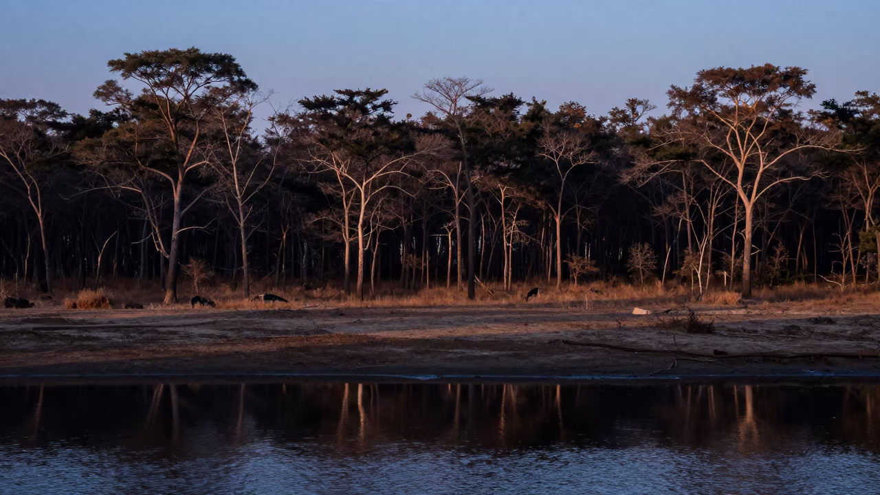 Blue Hour Boreal Forest Near Vizianagaram in near Vizianagaram