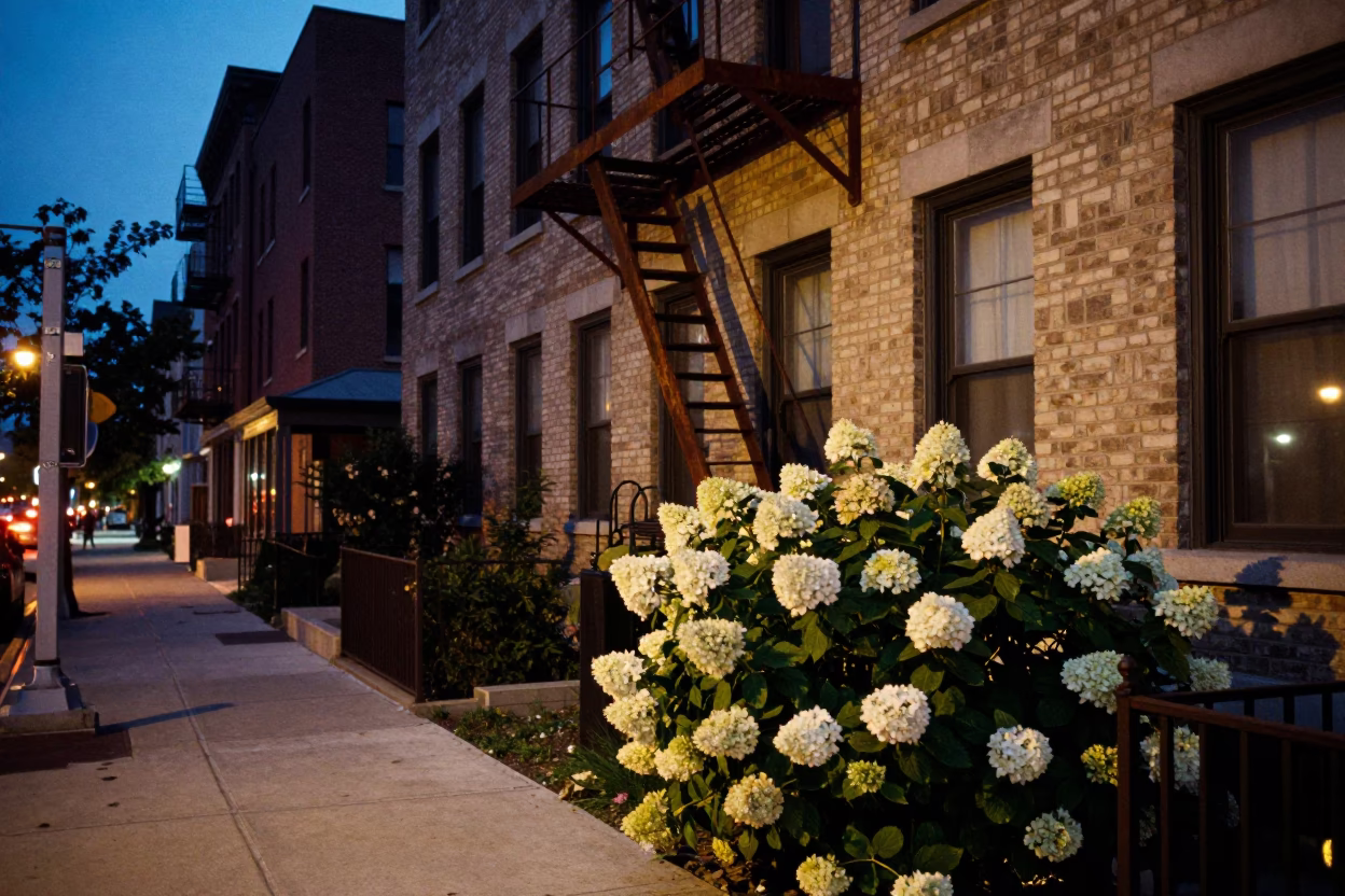 Blue Hour Chicago Street Scene with Hydrangeas and Brick Architecture in in Chicago, Illinois, United States