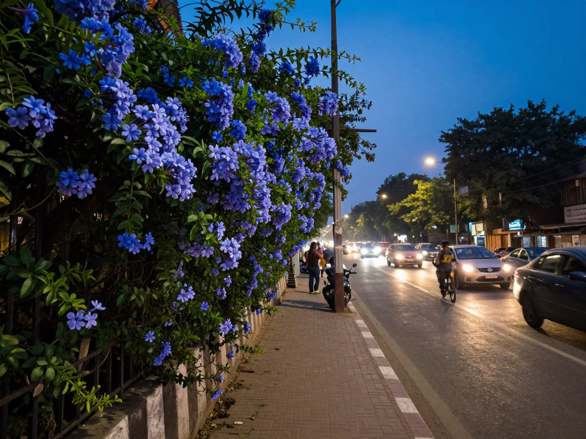 Blue Hour Delhi Street Scene with Plumbago Hedge and Evening Traffic in in Delhi, India