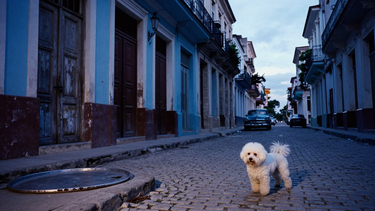Blue Hour Havana Street Scene with Dented Metal Rim and Bichon Frise in in Havana, Cuba