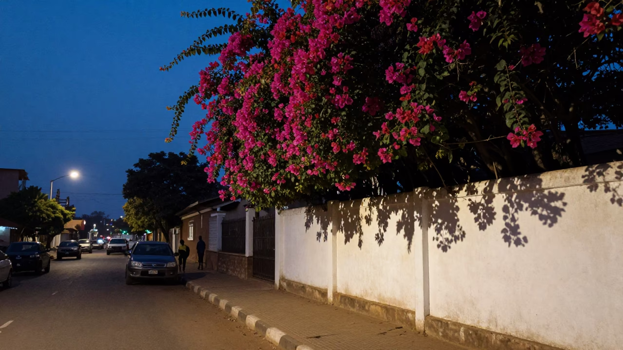 Blue Hour Street Scene in Accra Ghana with Bougainvillea and White Wall in in Accra, Ghana