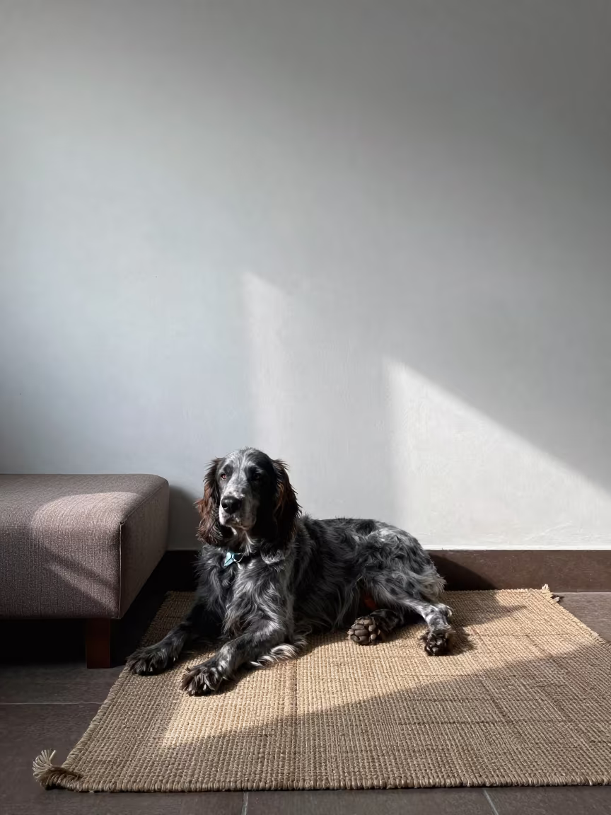 Blue Picardy Spaniel on Woven Rug in Palakkad Home in on a woven rug beside a low couch and an uncluttered wall near Palakkad