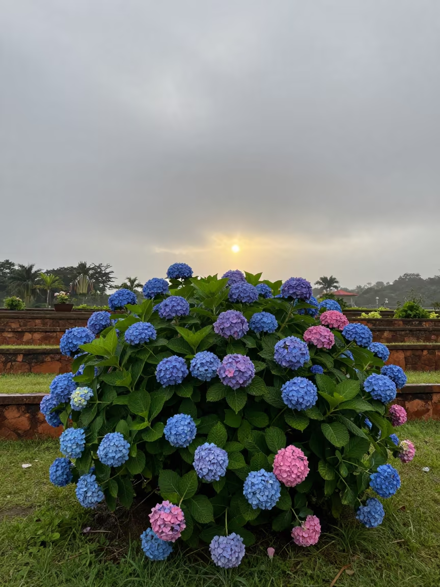 Blue Pink Hydrangea in Terraced Bayamo Garden in among terraced garden plots near Bayamo