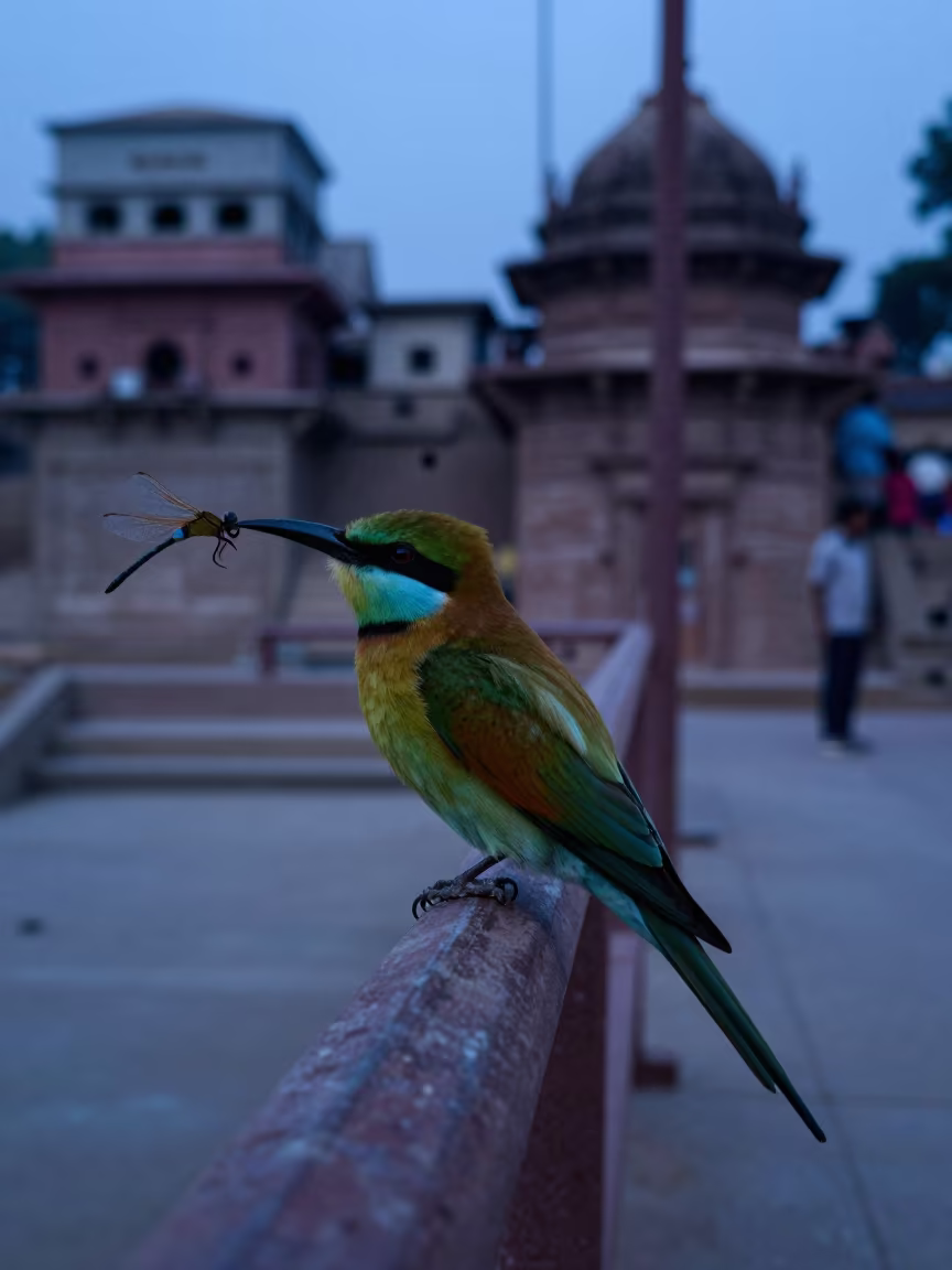 Blue Twilight Bee-eater Holding Dragonfly Near Varanasi in near Varanasi
