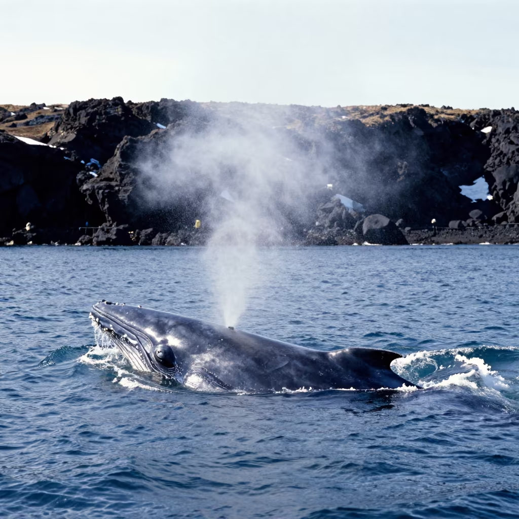 Blue Whale Surfaces Near Iceland Volcanic Drop-off in beside a volcanic drop-off in Iceland