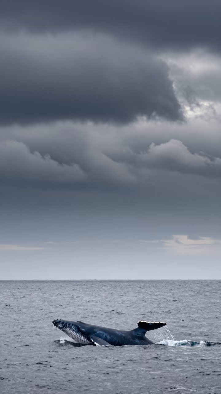 Blue Whale Swimming Above Hokkaido Storm Clouds in over a horizon of stacked thunderheads in Hokkaido