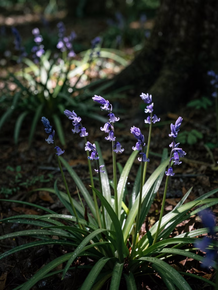 Bluebell Carpet Under Noon Sun in Xiguan Woodland in near Xiguan, Guangzhou