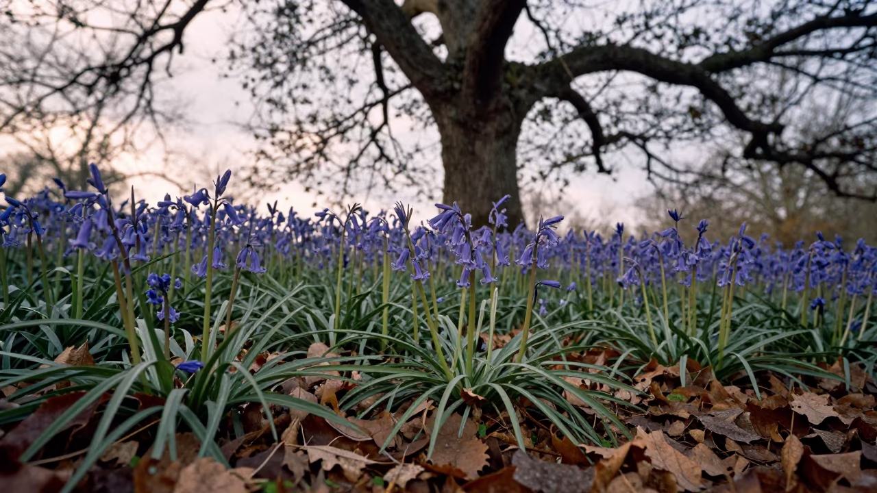 Bluebell Carpet Under Oak Canopy Dawn in in Turkey