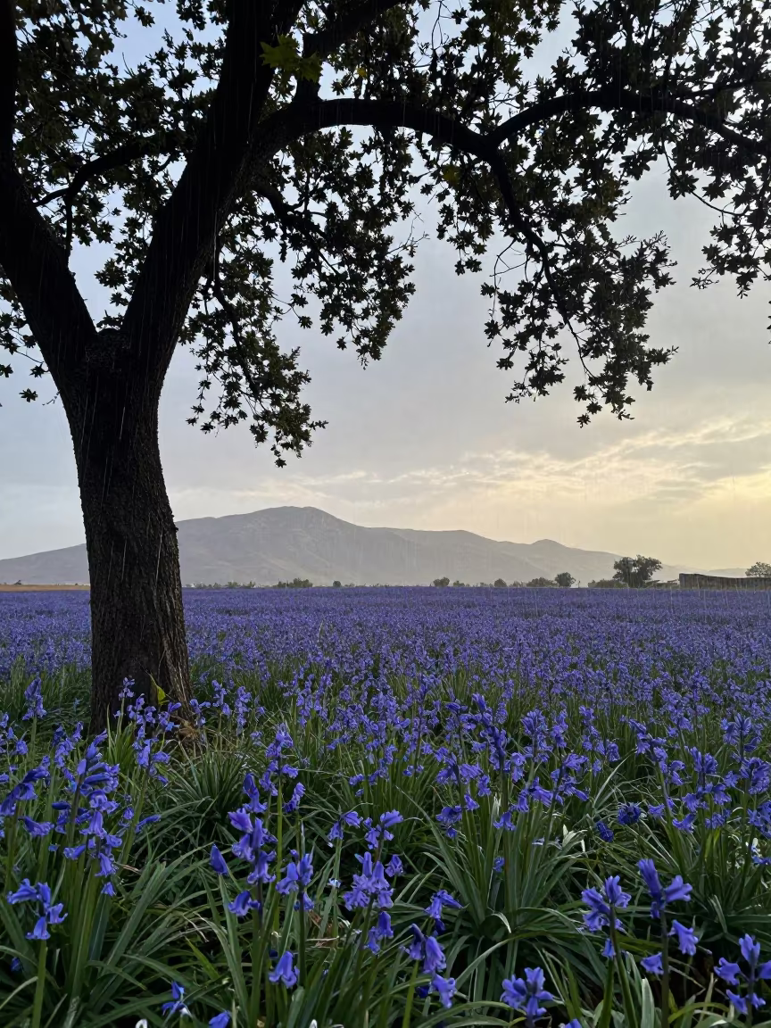 Bluebell Carpet Under Oak Canopy Nasiriyah in near Nasiriyah