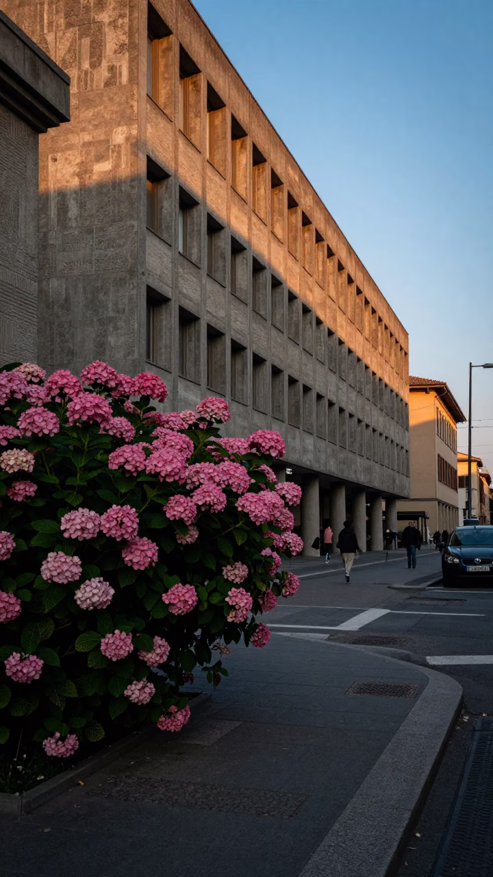 Bologna Italy Early Evening Street Scene with Hydrangea Bush and University Building in in Bologna, Italy