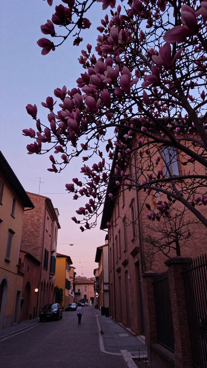 Bologna Italy Pre-Dawn Street Scene with Magnolia Blossoms and Red Brick Architecture in in Bologna, Italy