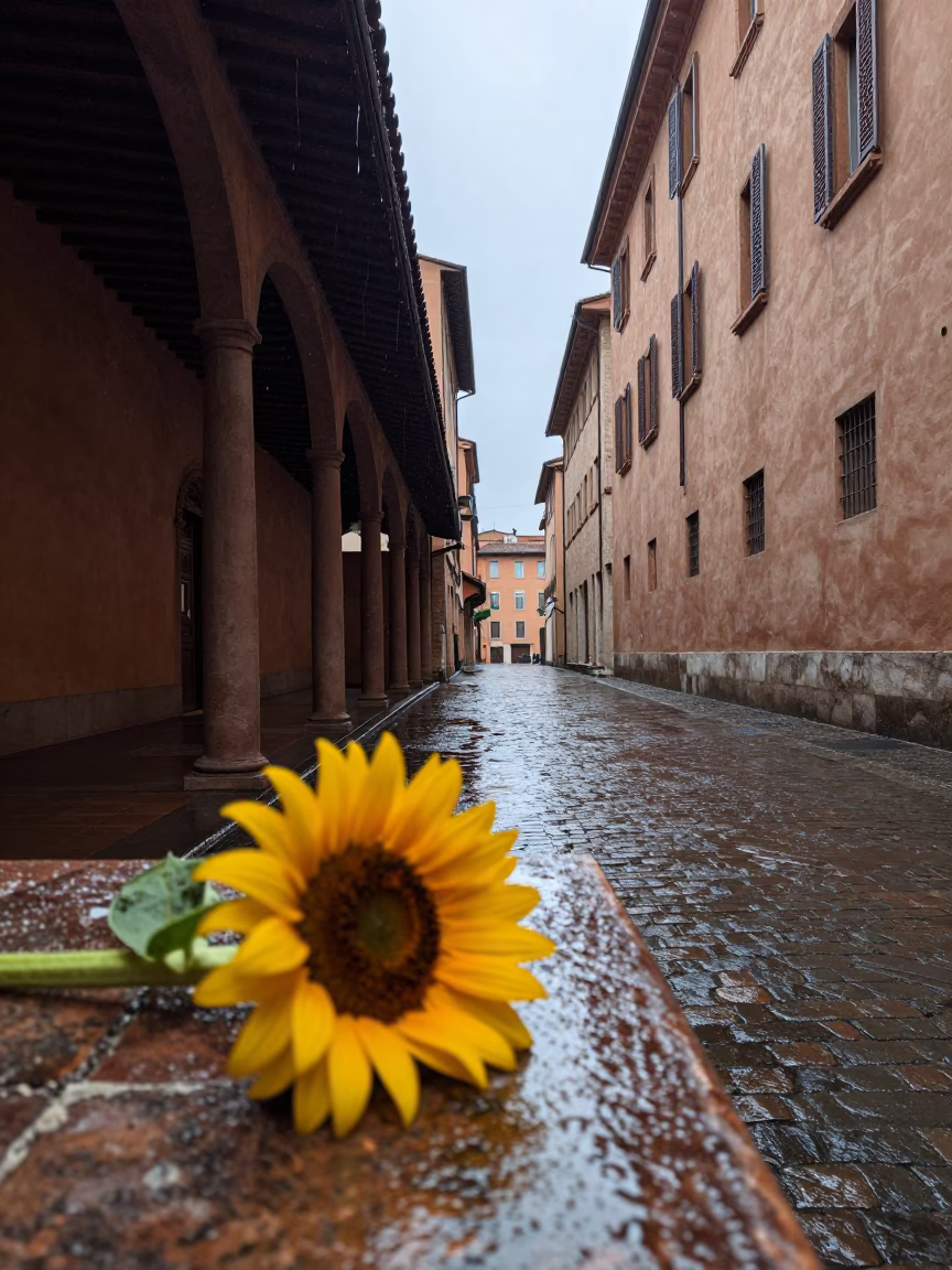 Bologna Sunflower at First Light in in Bologna, Italy