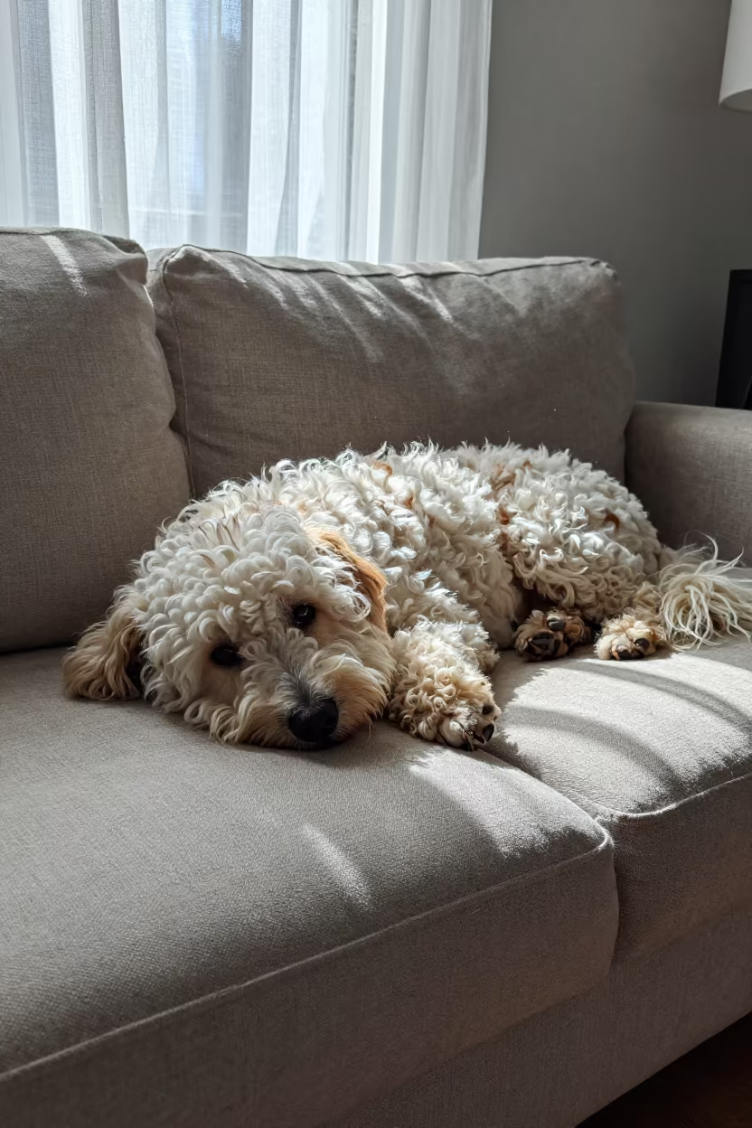Bolognese Dog Resting on Linen Sofa in Afternoon Light in on a linen sofa with daylight from a nearby window near Owo
