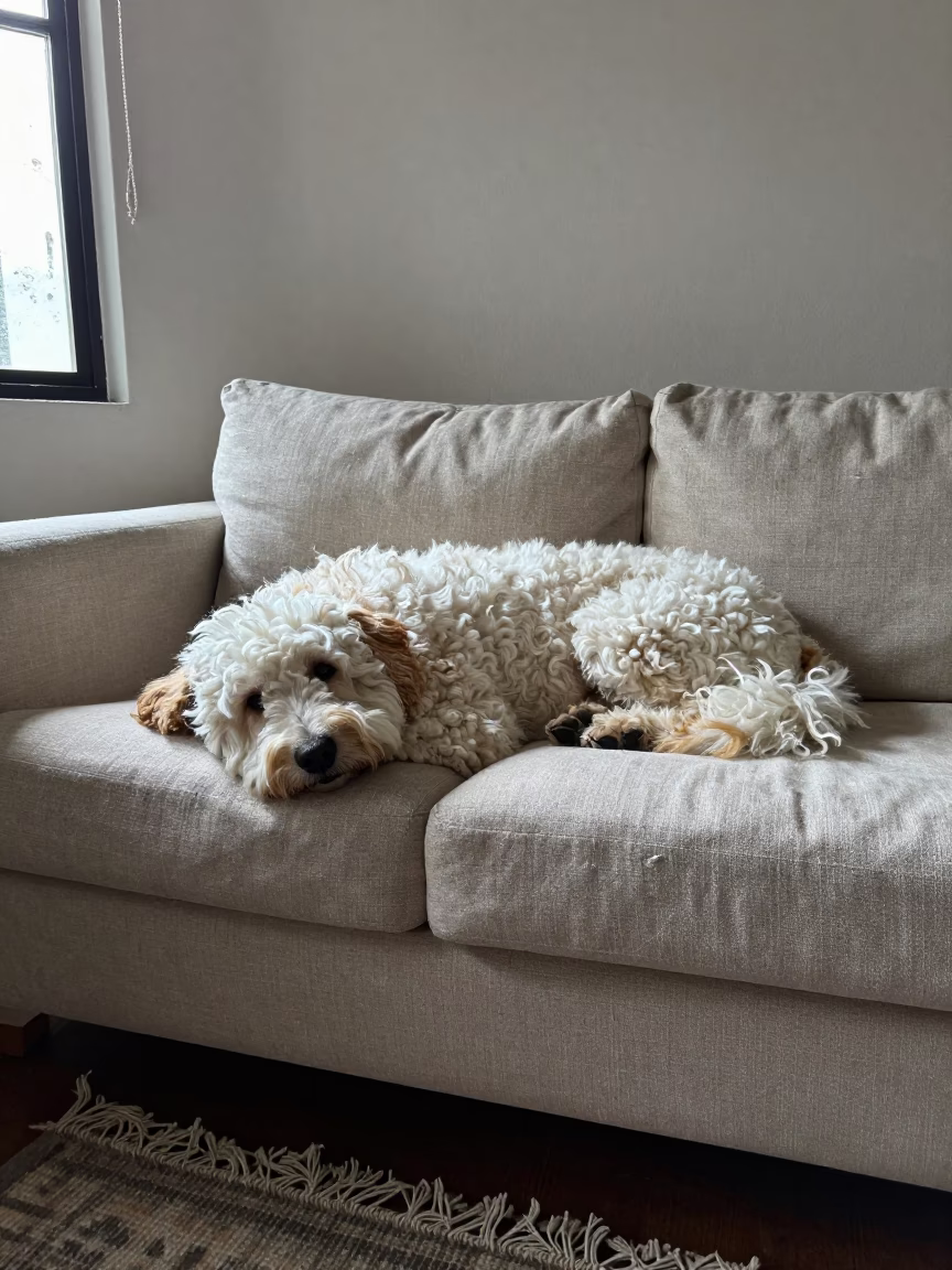 Bolognese Dog Resting on Linen Sofa in Chiclayo Home in on a linen sofa with daylight from a nearby window near Chiclayo