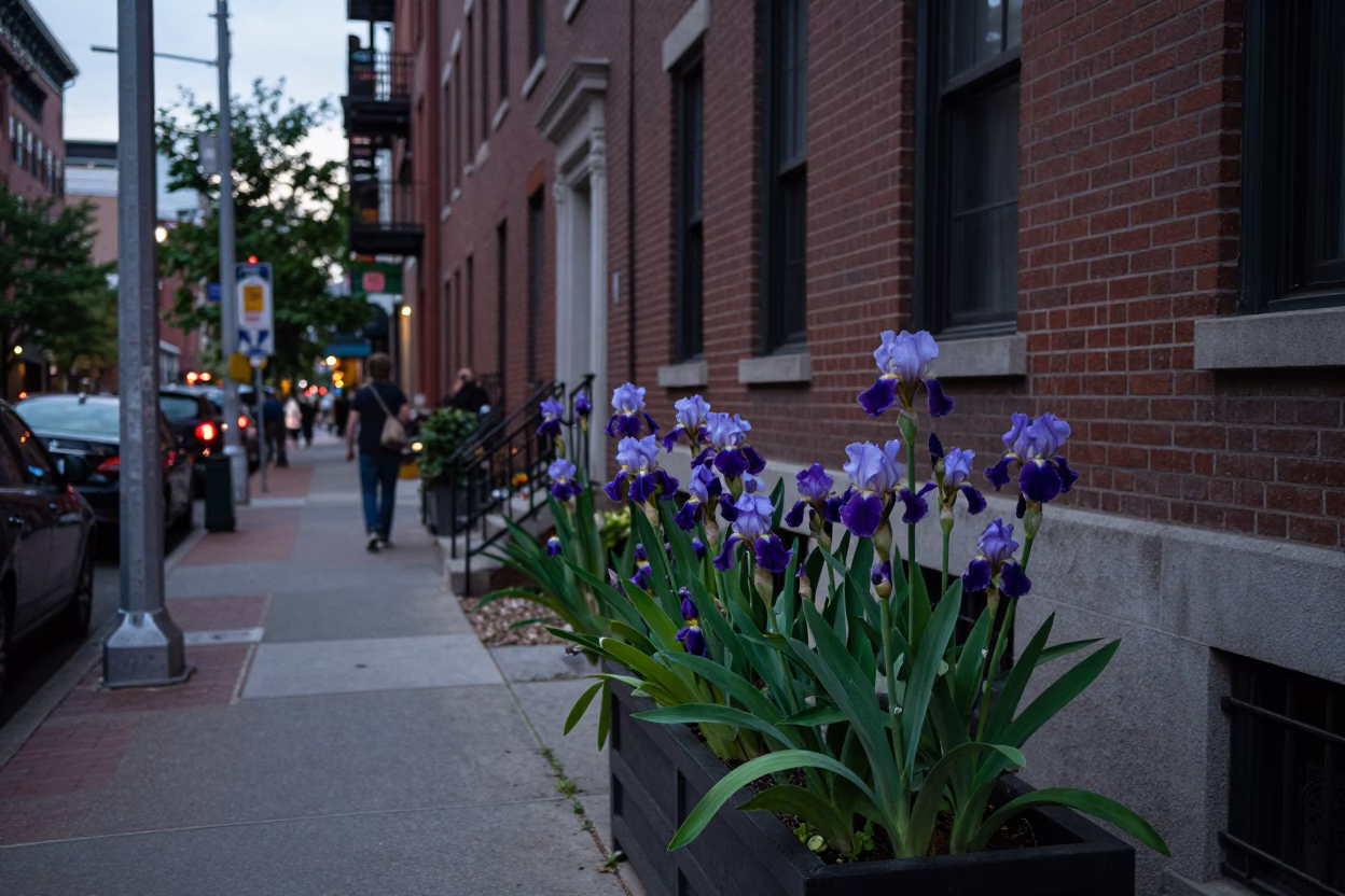 Boston Blue Hour Street Scene with Iris Blossoms and City Architecture in in Boston, Massachusetts, United States