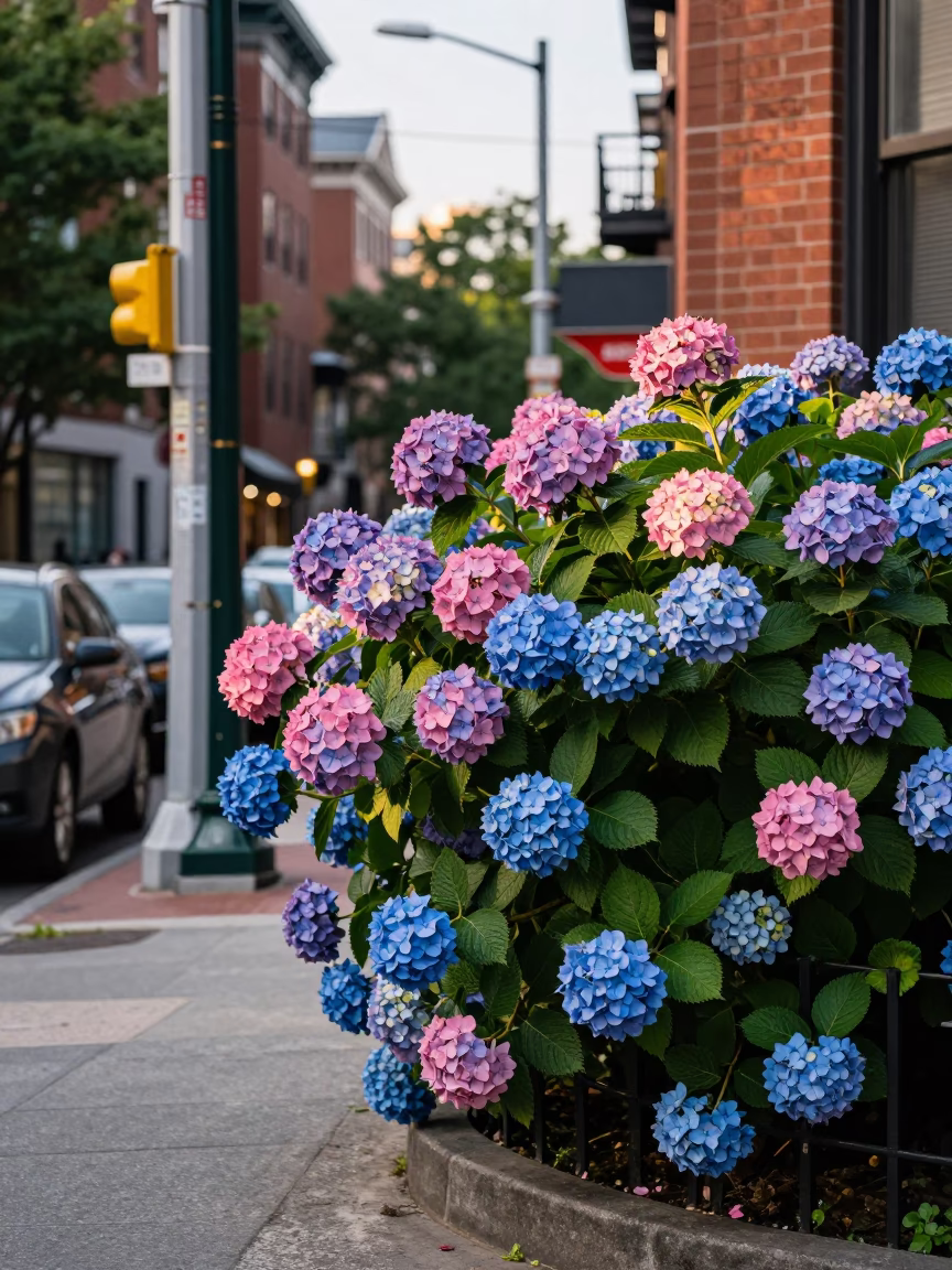 Boston Early Afternoon Street Scene with Hydrangea Bush and Rolling Utility Carts in in Boston, Massachusetts, United States