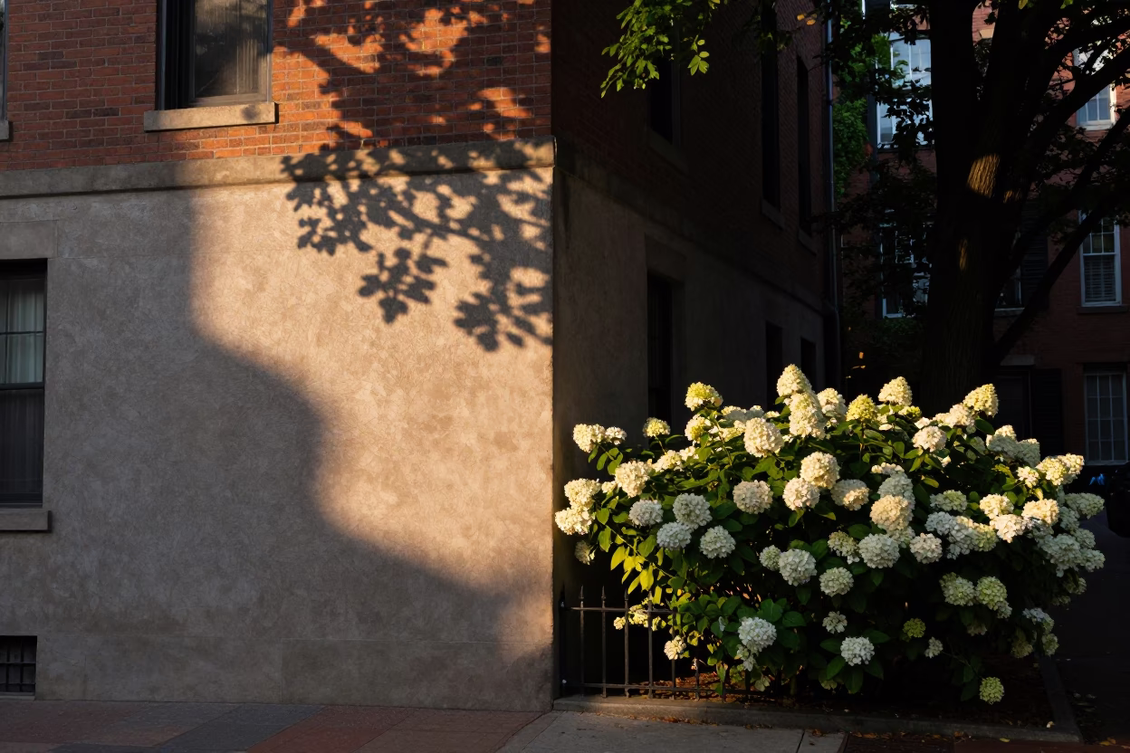 Boston Street Scene at Sunset with Hydrangea Bush and Dappled Leaf Shadows in in Boston, Massachusetts, United States