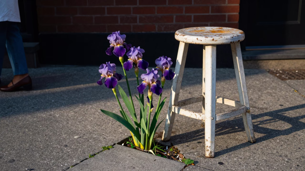 Boston Street Scene with Iris Blossoms and Kitchen Stool After Sunrise in in Boston, Massachusetts, United States