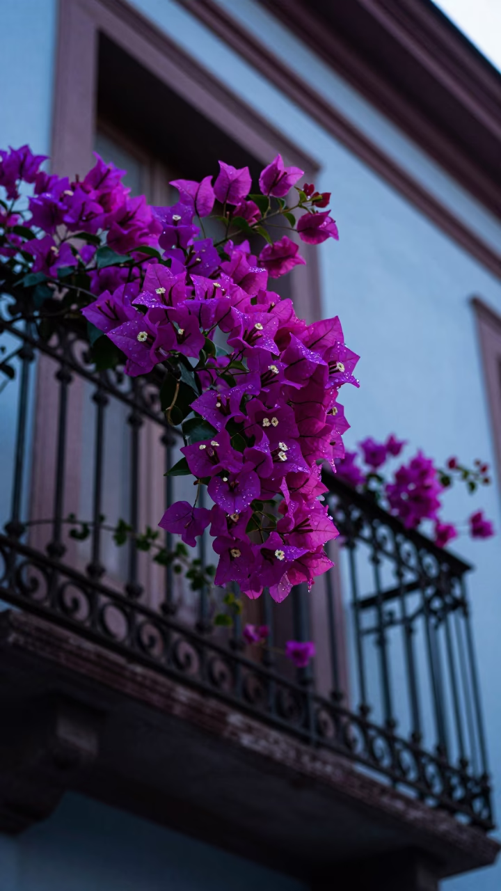 Bougainvillea Blooms in Buenos Aires in in Buenos Aires, Argentina
