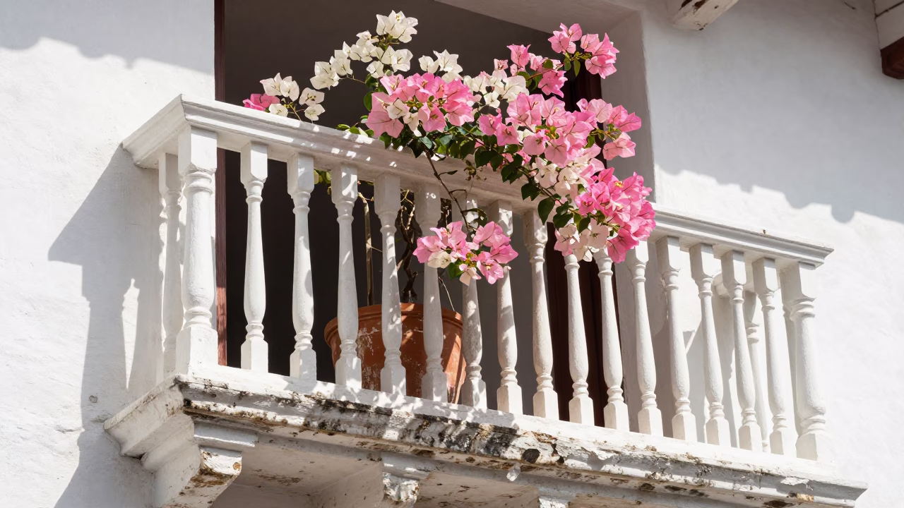 Bougainvillea Blooms in Cartagena in in Cartagena, Colombia