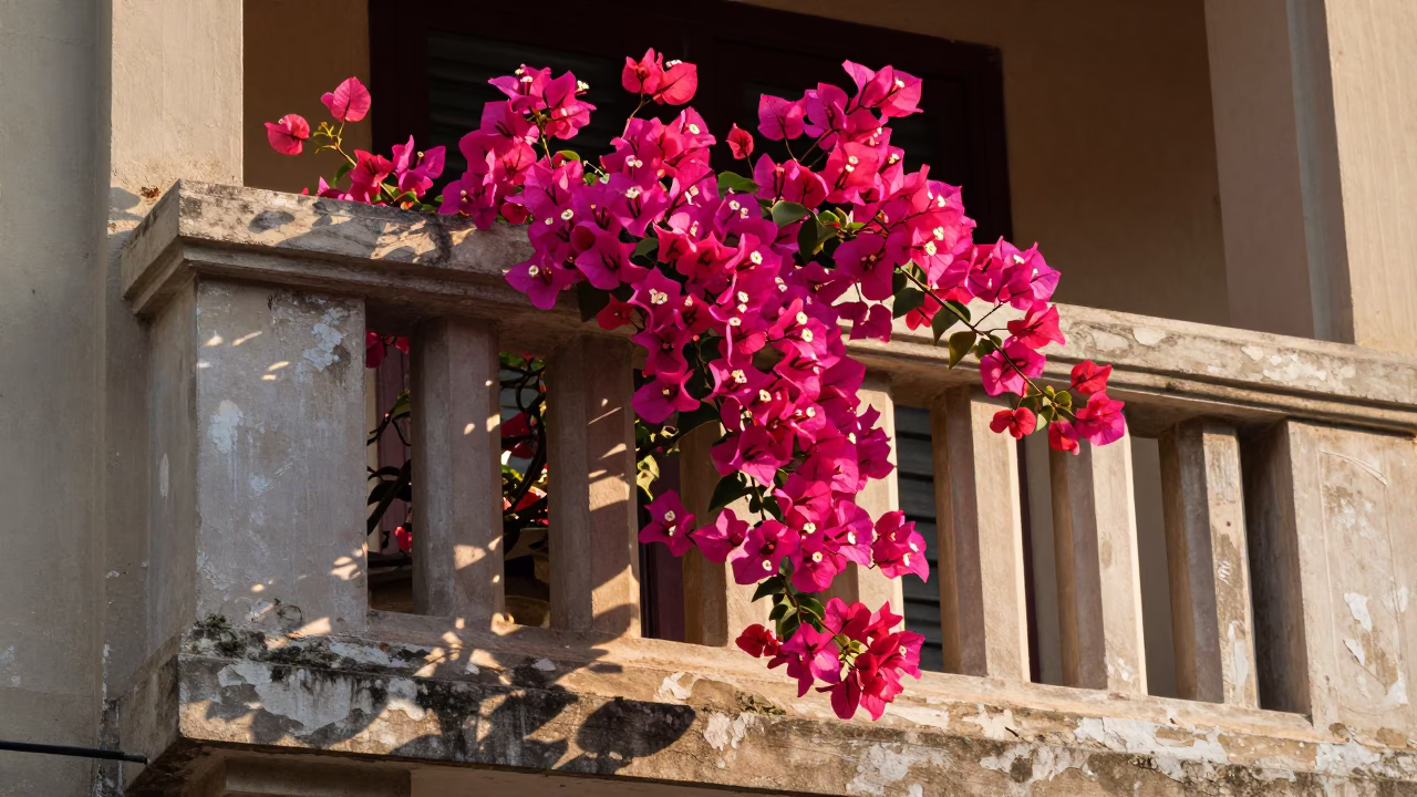 Bougainvillea Blooms in Hanoi in in Hanoi, Vietnam