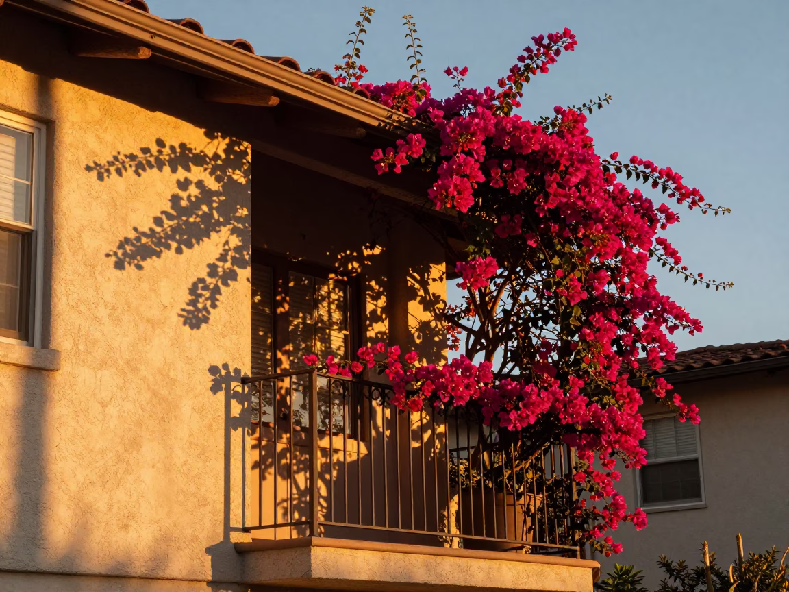 Bougainvillea Blooms in Honeyed Evening Light Outside a San Diego California Home in in San Diego, California, United States