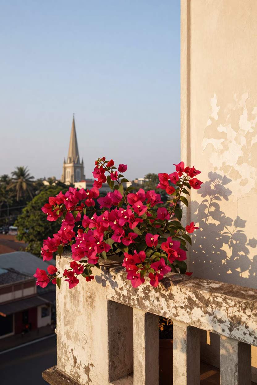 Bougainvillea Blooms in Mumbai in in Mumbai, India
