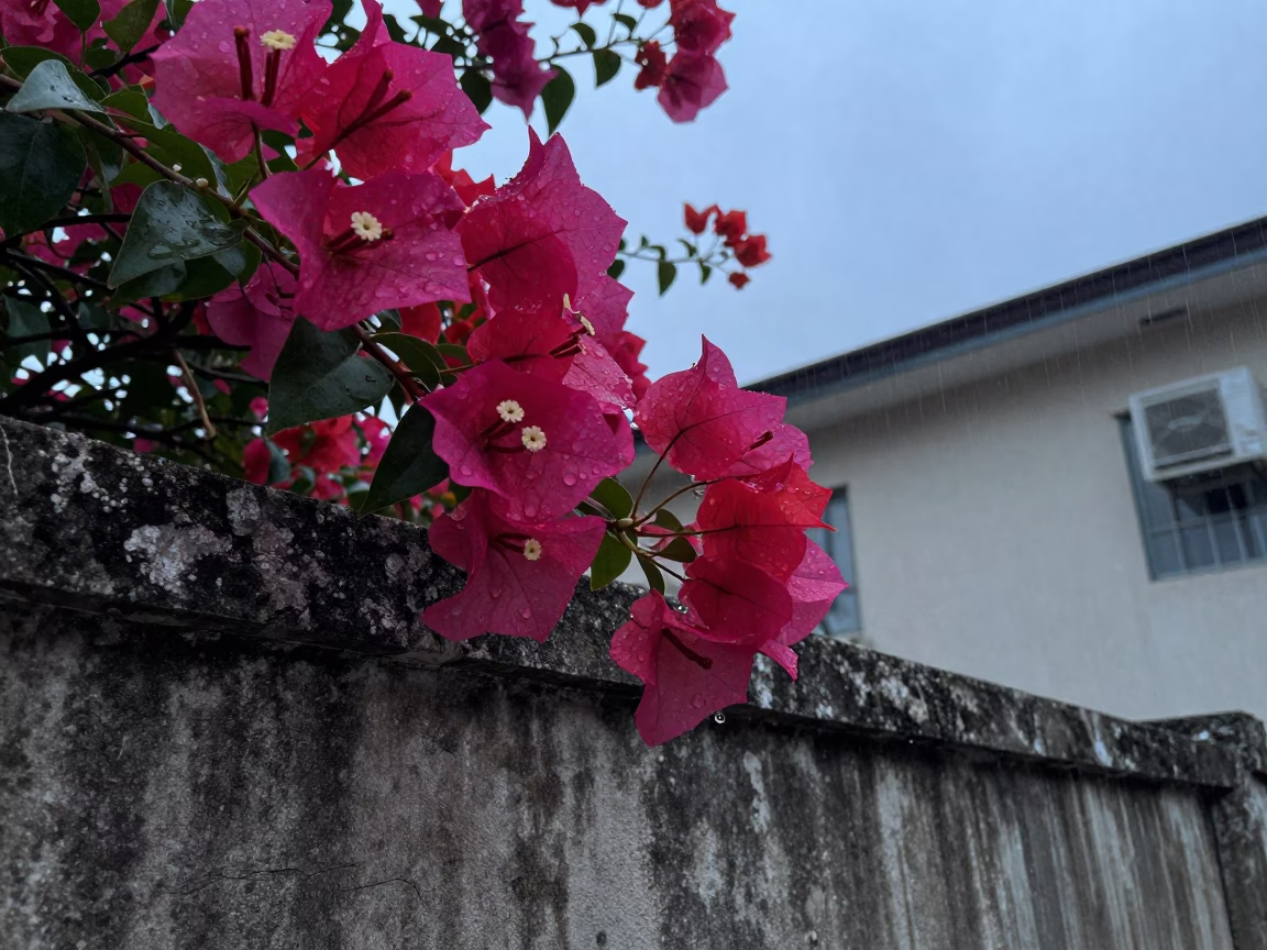 Bougainvillea Blooms in Singapore in in Singapore
