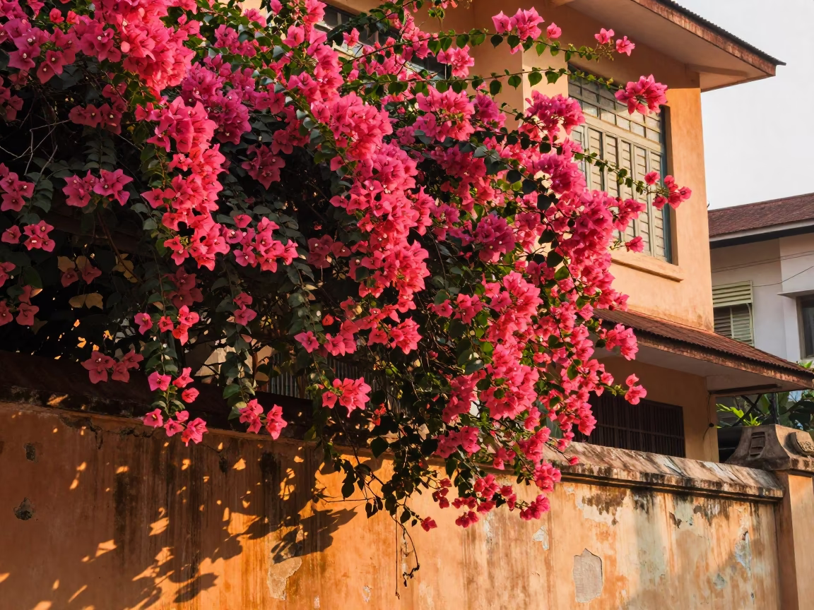Bougainvillea Blooms just after sunrise in Phnom Penh in in Phnom Penh, Cambodia