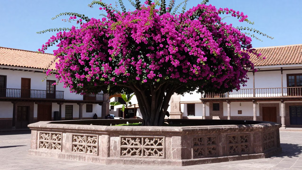 Bougainvillea Blooms Over Colonial Cusco Plaza Midmorning Light in in Cusco, Peru