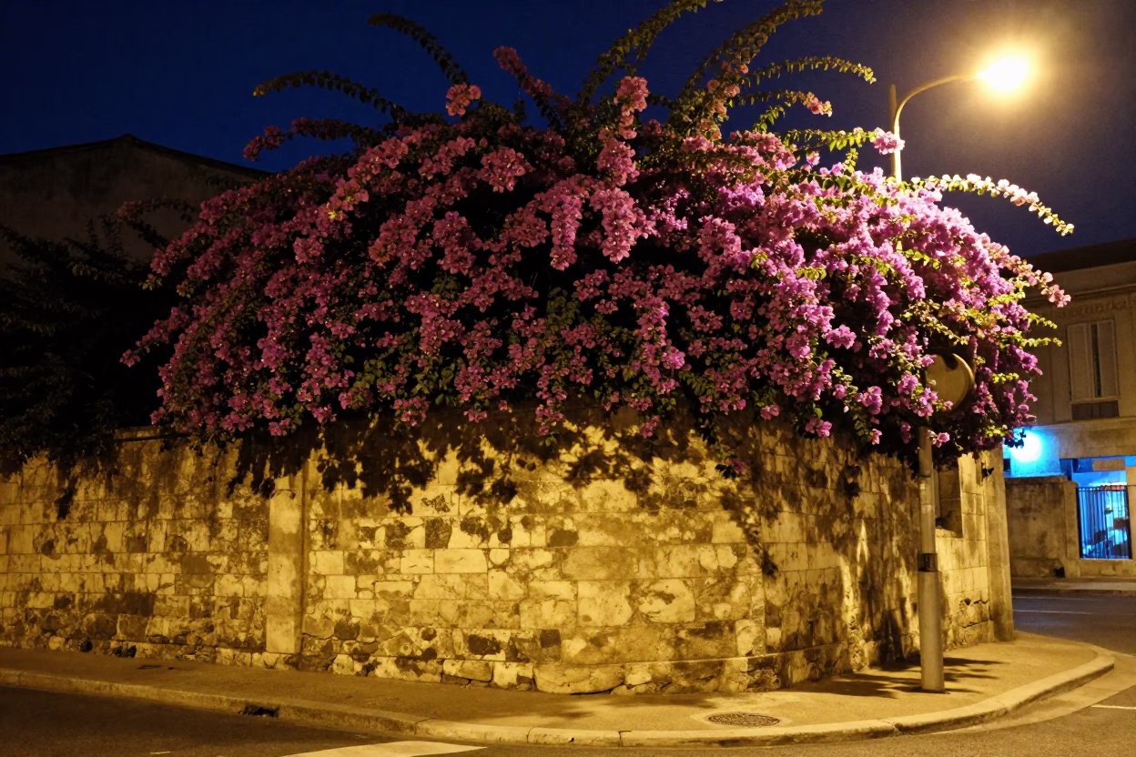Bougainvillea Blooms Over Marseille Street Corner at Night in in Marseille, France