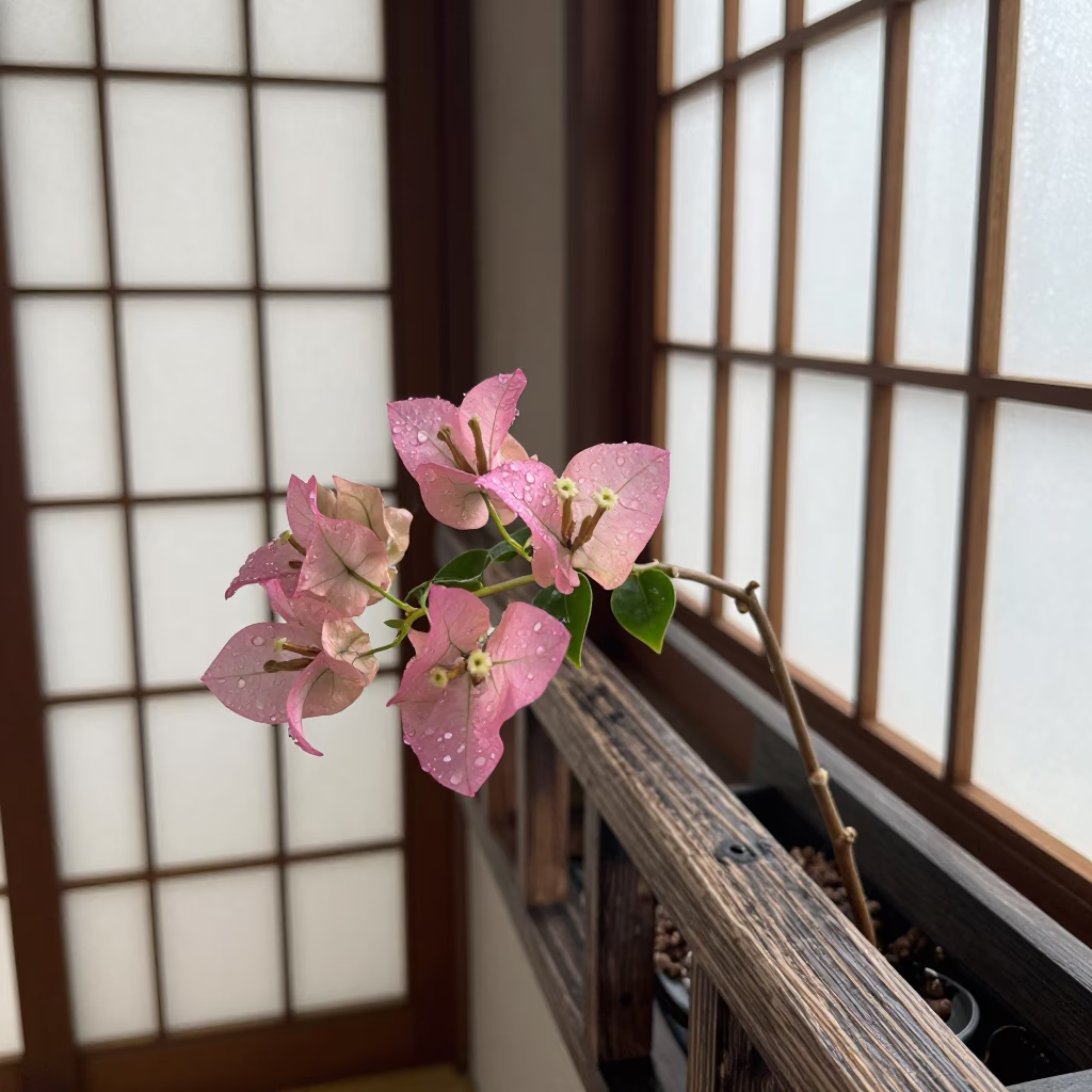 Bougainvillea Branch in Osaka in in Osaka, Japan