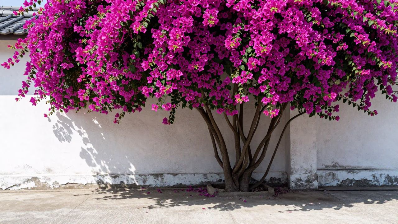 Bougainvillea Cascade at The Flat Glare Of Noon Light in Fukuoka in in Fukuoka, Japan