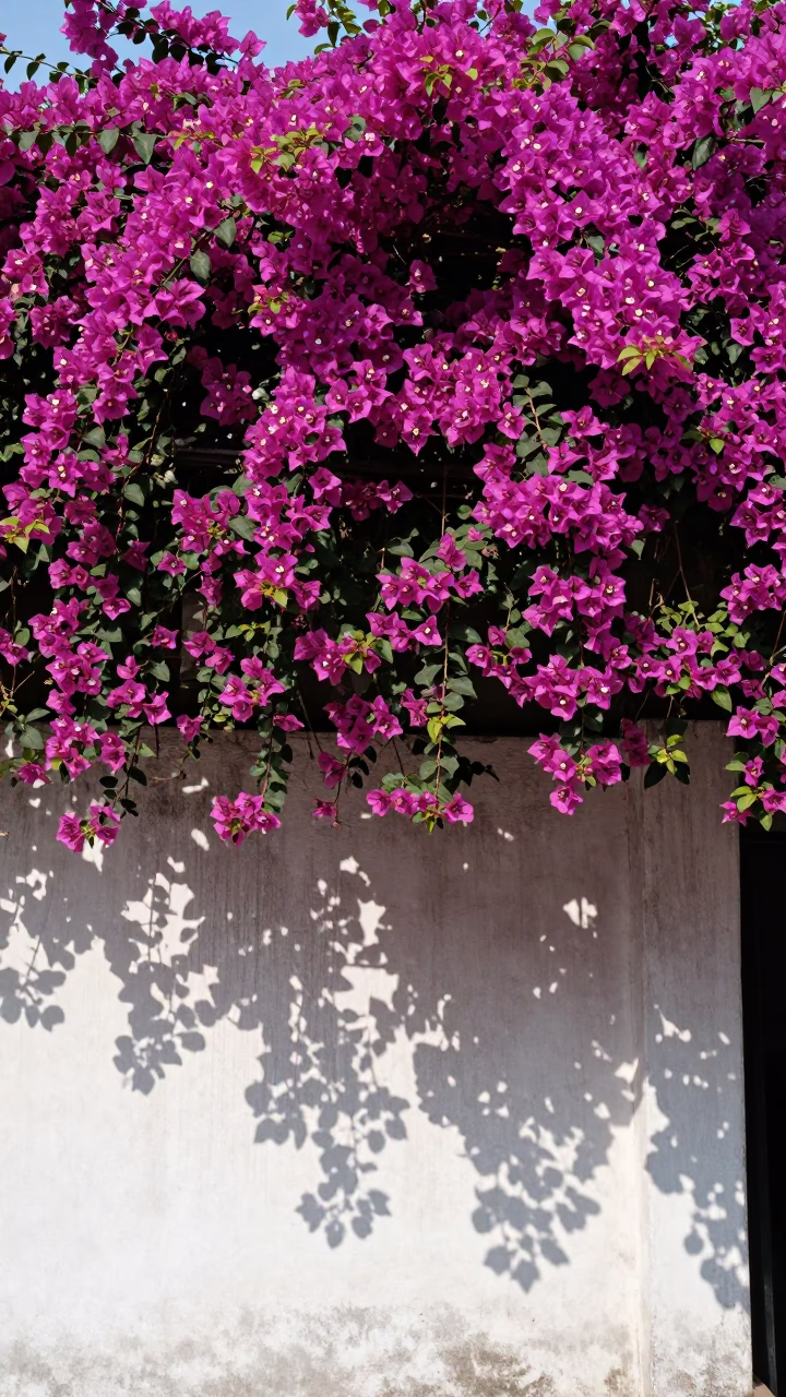 Bougainvillea Cascade at The Flat Glare Of Noon Light in Ho Chi Minh City in in Ho Chi Minh City, Vietnam