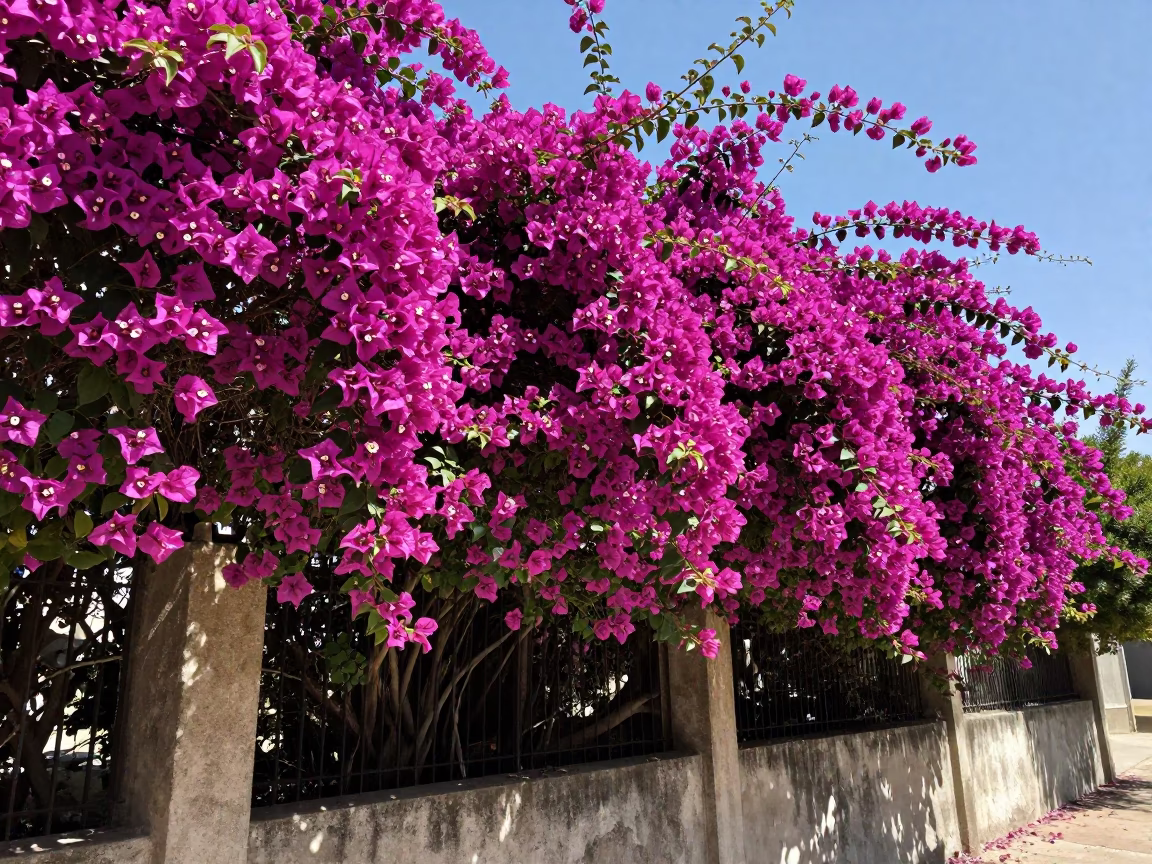 Bougainvillea Cascade in Austin at Midday Light in in Austin, Texas, United States
