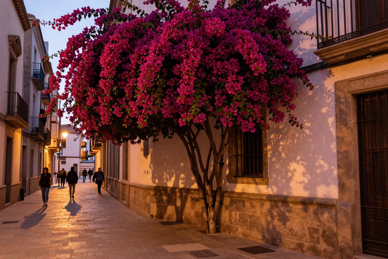 Bougainvillea Cascade in Barcelona at Copper-toned Light Before Dusk in in Barcelona, Spain