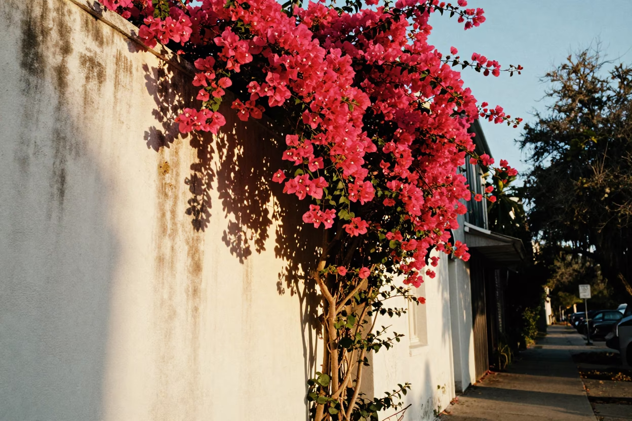 Bougainvillea Cascade in Charleston at As First Light Reaches The Scene in in Charleston, South Carolina, United States